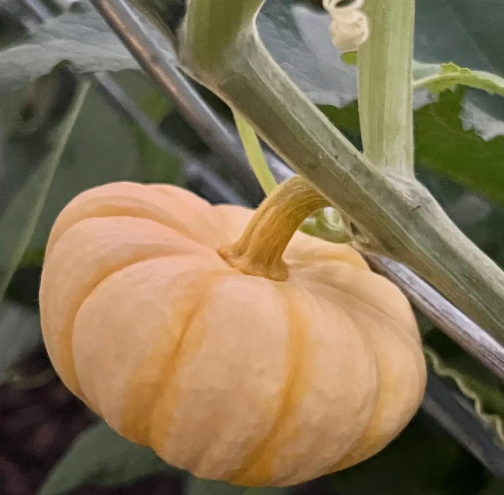 pumpkin patch and activities at Sunset Trail Farm