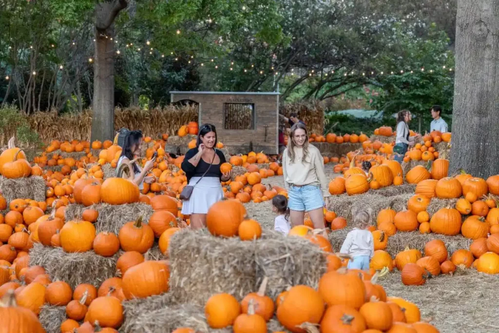 Autumn at the Arboretum, at Dallas Arboretum, in 2025 starring 110,000 pumpkins, gourds and squash