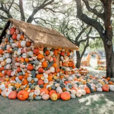 The NorthPark Pumpkin Patch