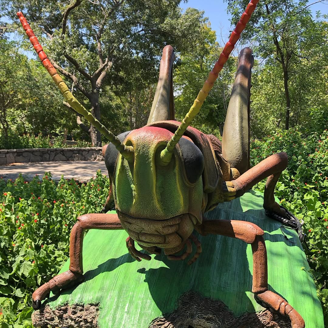 Bugs LIVE at the Heard Museum in McKinney, photo courtesy of S. Jennings