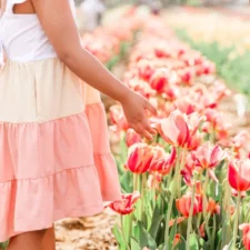 Tulipalooza, photo courtesy of Lauren Zoucha, Ellis County Minis