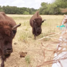 bison feeding hayrides at Fort Worth Nature Center and Refuge