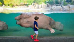 dfwchildonlinedirectory800x4501 300x169