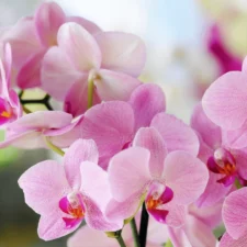 Enchantment of Orchids, Date Night at Dallas Arboretum