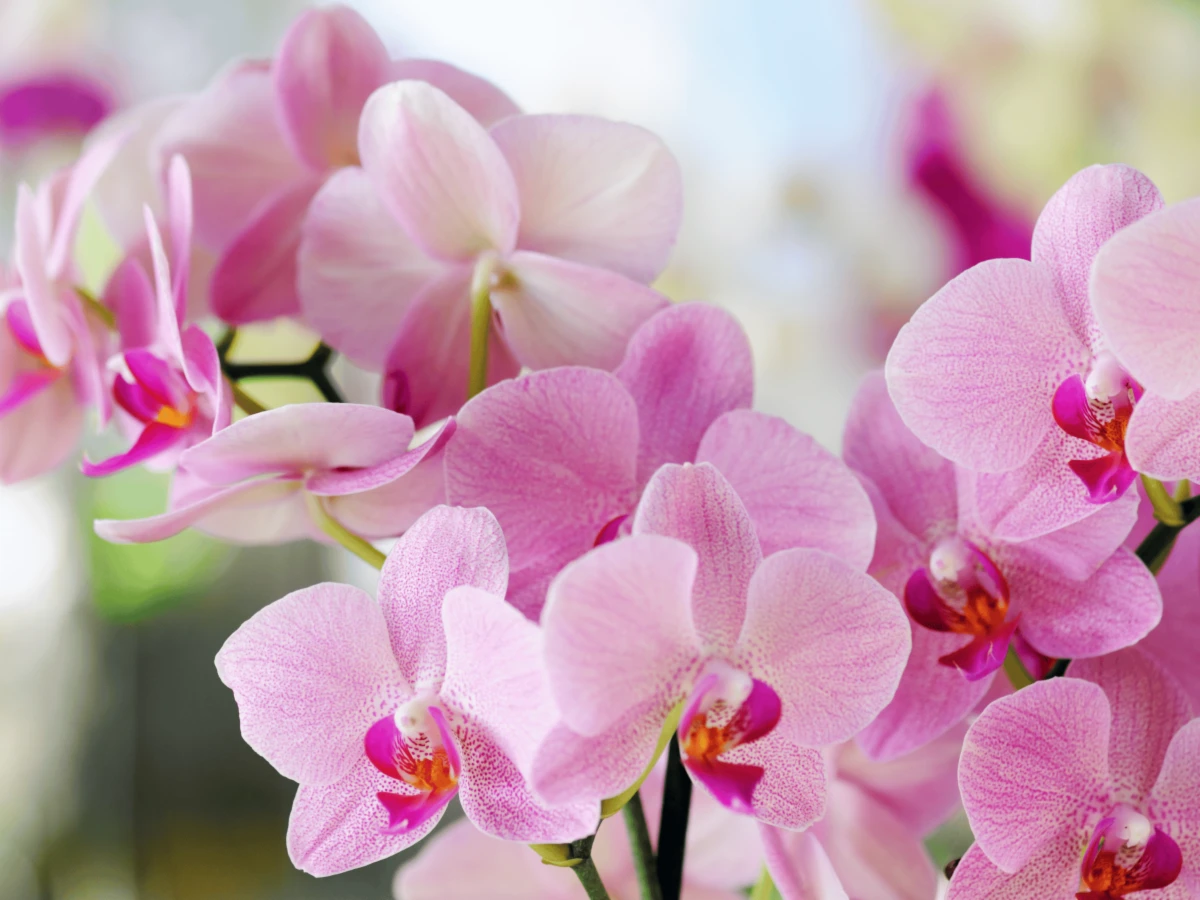 Enchantment of Orchids, Date Night at Dallas Arboretum