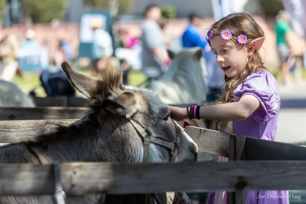 A little girl dressed as a fairy and petting a donkey at the North Texas Irish Festival, photo courtesy Dallas Camera Club