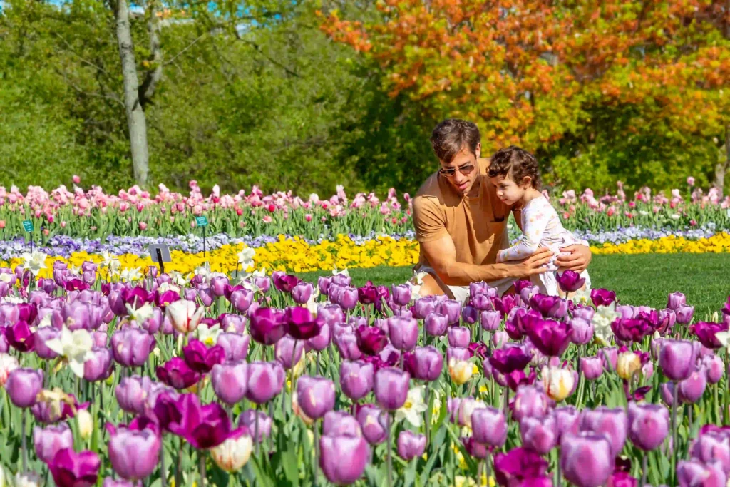 Tulips featured in the Dallas Blooms spring festival, photo courtesy Dallas Arboretum