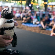 Safari Nights at Dallas Zoo