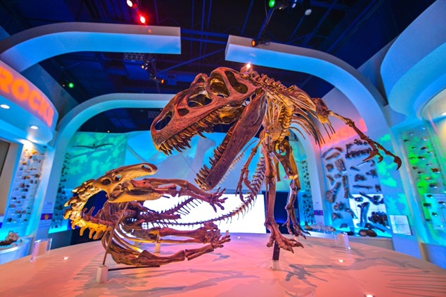 fwmsh dinolabs1 Medium