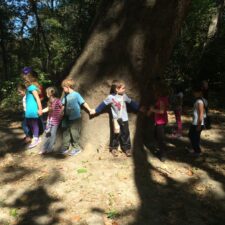 Preschool children holding hands around a tree, Heard Natural Science Museum and Wildlife Sanctuary