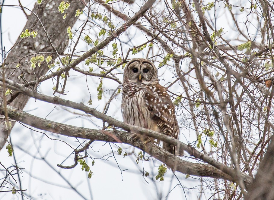 Second Saturday Bird Walk, Photo courtesy Julie Custer