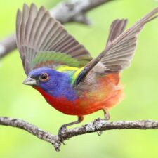 Third Thursday Bird Walk, at the Heard