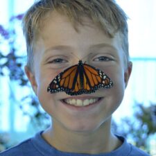 Kiwanis Butterfly Festival