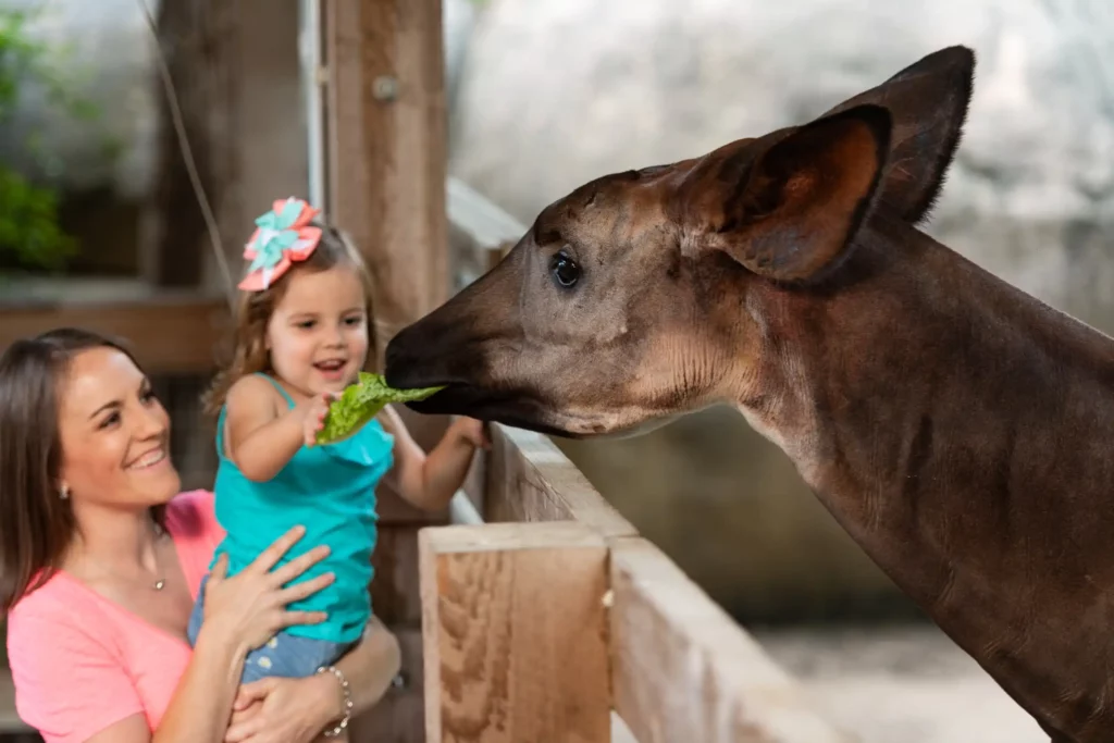 Feeding an okapi; photo courtesy San Antonio Zoo