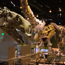 Dino Days at the Perot Museum of Nature and Science in Dallas