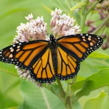 Flutter Fest at Dallas Zoo