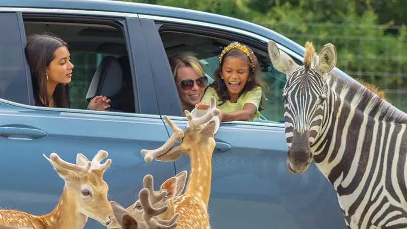 Creative, Cultural, Performing & Outdoor Experiences