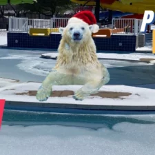 Polar Bear Plunge at Sun Valley Aquatic Center, image courtesy City of Lewisville