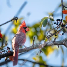 Second Saturday Bird Walks at Lewisville Lake Environmental Learning Area (LLELA)