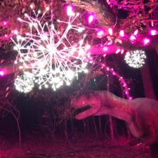 Holidays at the Heard, Dinosaurs Live animatronics lit up with Christmas lights