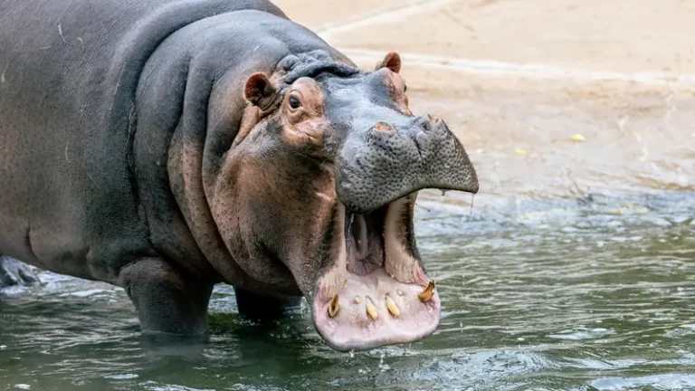 dallaszoo dfwchild 1 768x432