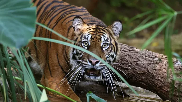 dallaszoo dfwchild 3 768x432